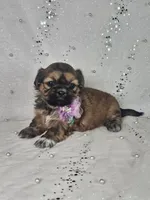 Lina, a female Shih Tzu for sale in Belleview, FL – Photo 6 of 10