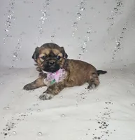 Lina, a female Shih Tzu for sale in Belleview, FL – Photo 4 of 10