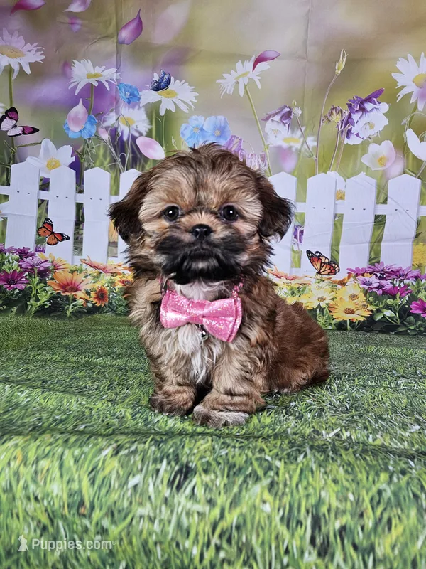 Lina – Shih Tzu puppy for sale in Belleview, FL