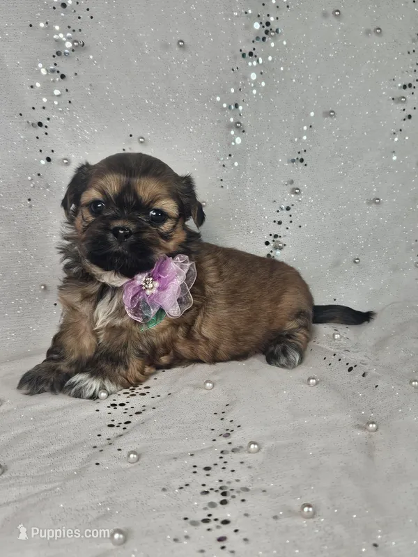 Lina – Shih Tzu puppy for sale in Belleview, FL