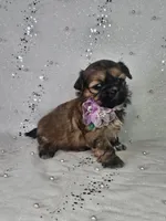 Lina, a female Shih Tzu for sale in Belleview, FL – Photo 9 of 10