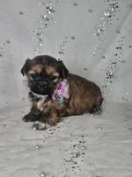 Lina, a female Shih Tzu for sale in Belleview, FL – Photo 10 of 10