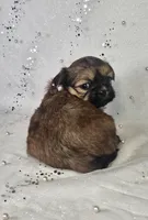 Lina, a female Shih Tzu for sale in Belleview, FL – Photo 3 of 10