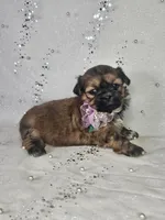 Lina, a female Shih Tzu for sale in Belleview, FL – Photo 7 of 10