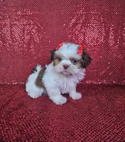 Kahlua , a female Shih Tzu for sale in Belleview, FL – 7 of 10