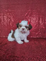 Kahlua , a female Shih Tzu for sale in Belleview, FL – 6 of 10