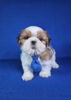 Noah , a male Shih Tzu for sale in Belleview, FL – 6 of 10