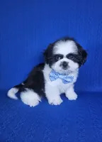 Luis , a male Shih Tzu for sale in Belleview, FL – 2 of 10