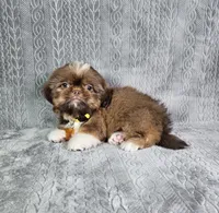 Cooper , a male Shih Tzu for sale in Belleview, FL – 7 of 10