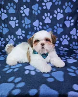 Bentley , a male Shih Tzu for sale in Belleview, FL – 7 of 10