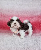 Analia, a female Shih Tzu for sale in Belleview, FL – 4 of 10