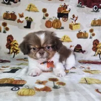 Coco (Prapso) , a male Shih Tzu for sale in Belleview, FL – 2 of 10