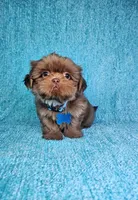 Harley , a male Shih Tzu for sale in Belleview, FL – 5 of 10