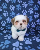 Bentley , a male Shih Tzu for sale in Belleview, FL – 9 of 10