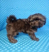 Hershey , a male Shih Tzu for sale in Belleview, FL – 10 of 10
