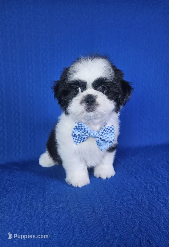 Luis  – Shih Tzu puppy for sale in Belleview, FL