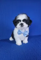 Luis , a male Shih Tzu for sale in Belleview, FL – 1 of 10