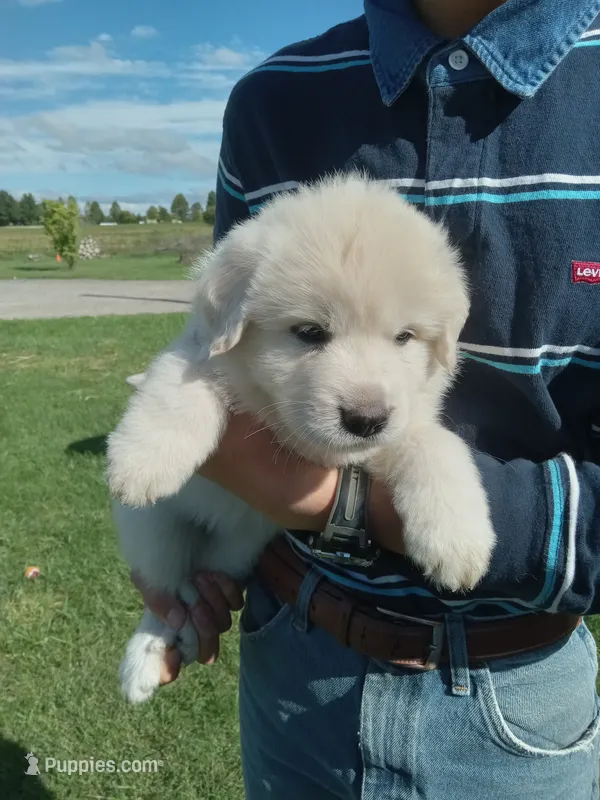 Sweetie – Great Pyrenees puppy on hold in Shepherd, MI