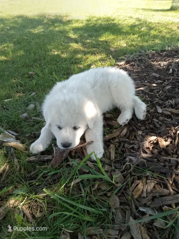 Buddy – Great Pyrenees puppy for sale in Shepherd, MI