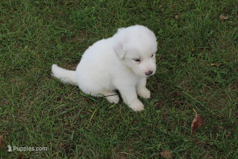 Cedar – Great Pyrenees puppy for sale in Shepherd, MI