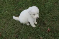 Cedar, a male Great Pyrenees for sale in Shepherd, MI – 1 of 4