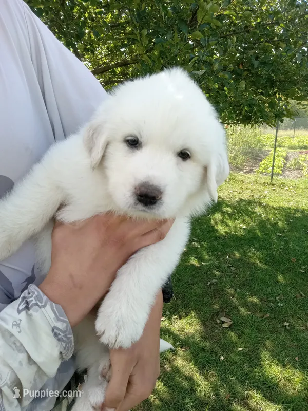 Sage – Great Pyrenees puppy for sale in Shepherd, MI