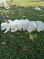 Watchful, a male Great Pyrenees for sale in Shepherd, MI – 2 of 5