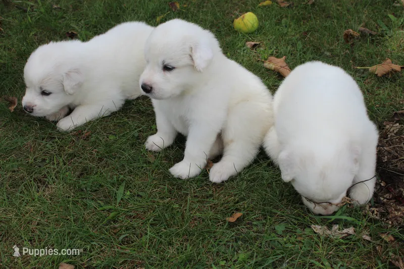 Conifer – Great Pyrenees puppy for sale in Shepherd, MI