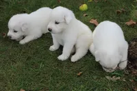 Conifer, a male Great Pyrenees for sale in Shepherd, MI – 1 of 4
