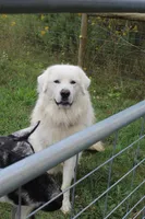 Conifer, a male Great Pyrenees for sale in Shepherd, MI – 3 of 4