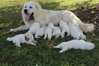 Buddy, a male Great Pyrenees for sale in Shepherd, MI – 4 of 5