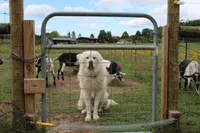 Buddy, a male Great Pyrenees for sale in Shepherd, MI – 3 of 5