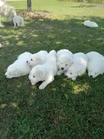 Alpine, a male Great Pyrenees for sale in Shepherd, MI – 2 of 4
