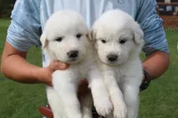 Tundra, a male Great Pyrenees for sale in Shepherd, MI – 2 of 6