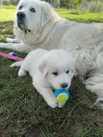 Sugar, a female Great Pyrenees for sale in Shepherd, MI – 2 of 4