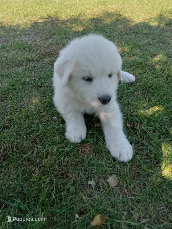 Alpine – Great Pyrenees puppy for sale in Shepherd, MI