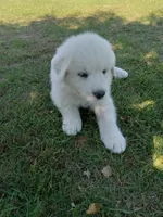 Alpine, a male Great Pyrenees for sale in Shepherd, MI – 1 of 4