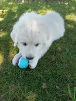 Watchful, a male Great Pyrenees for sale in Shepherd, MI – 1 of 5