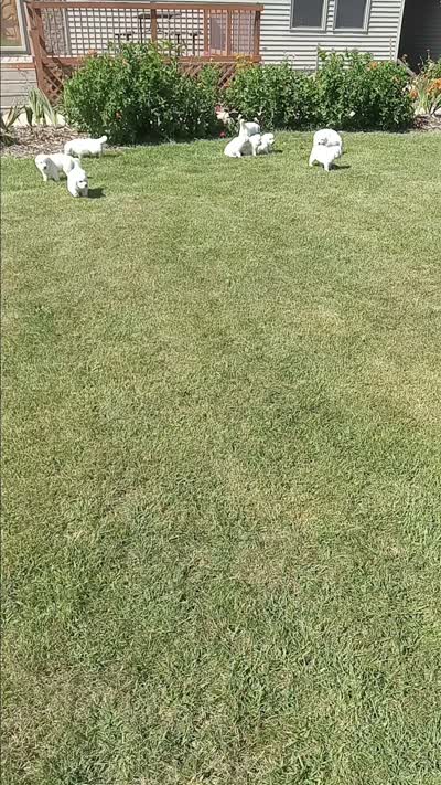 Sugar, a female Great Pyrenees for sale in Shepherd, MI – 4 of 4