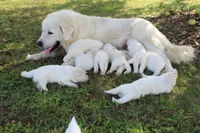Cedar, a male Great Pyrenees for sale in Shepherd, MI – 2 of 4