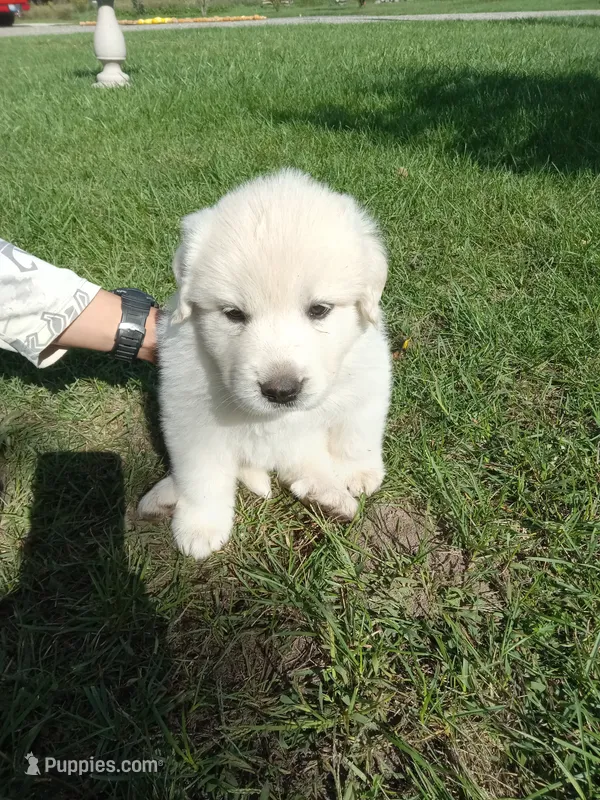 Sugar – Great Pyrenees puppy for sale in Shepherd, MI