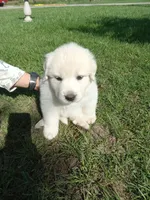 Sugar, a female Great Pyrenees for sale in Shepherd, MI – 1 of 4