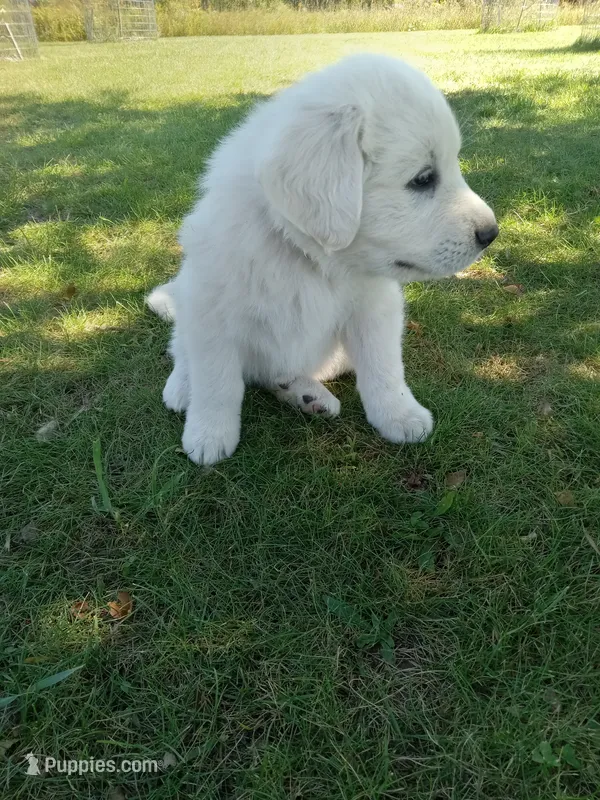 Tundra – Great Pyrenees puppy for sale in Shepherd, MI