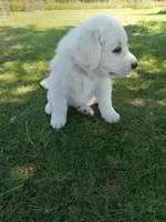 Tundra, a male Great Pyrenees for sale in Shepherd, MI – 1 of 6
