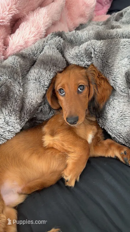 halo – Miniature Dachshund puppy for sale in Denver, CO