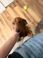 halo, a male Miniature Dachshund for sale in Denver, CO – 5 of 6