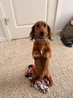 halo, a male Miniature Dachshund for sale in Denver, CO – 6 of 6