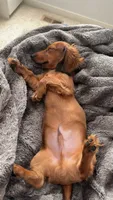 halo, a male Miniature Dachshund for sale in Denver, CO – 3 of 6