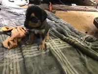  CHARMAINE, a female Rottweiler and American Bully for sale in Rocky Ford, CO – 2 of 2