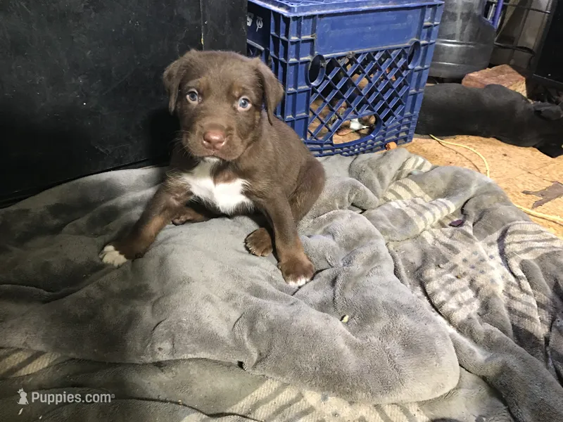SCARLET – Rottweiler, American Bully puppy for sale in Rocky Ford, CO